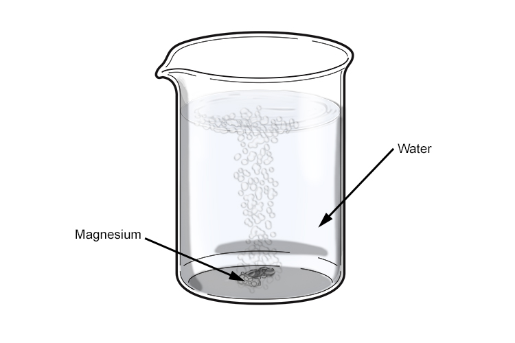 Magnesium reacts with water but not violently with only a few bubbles of hydrogen rising